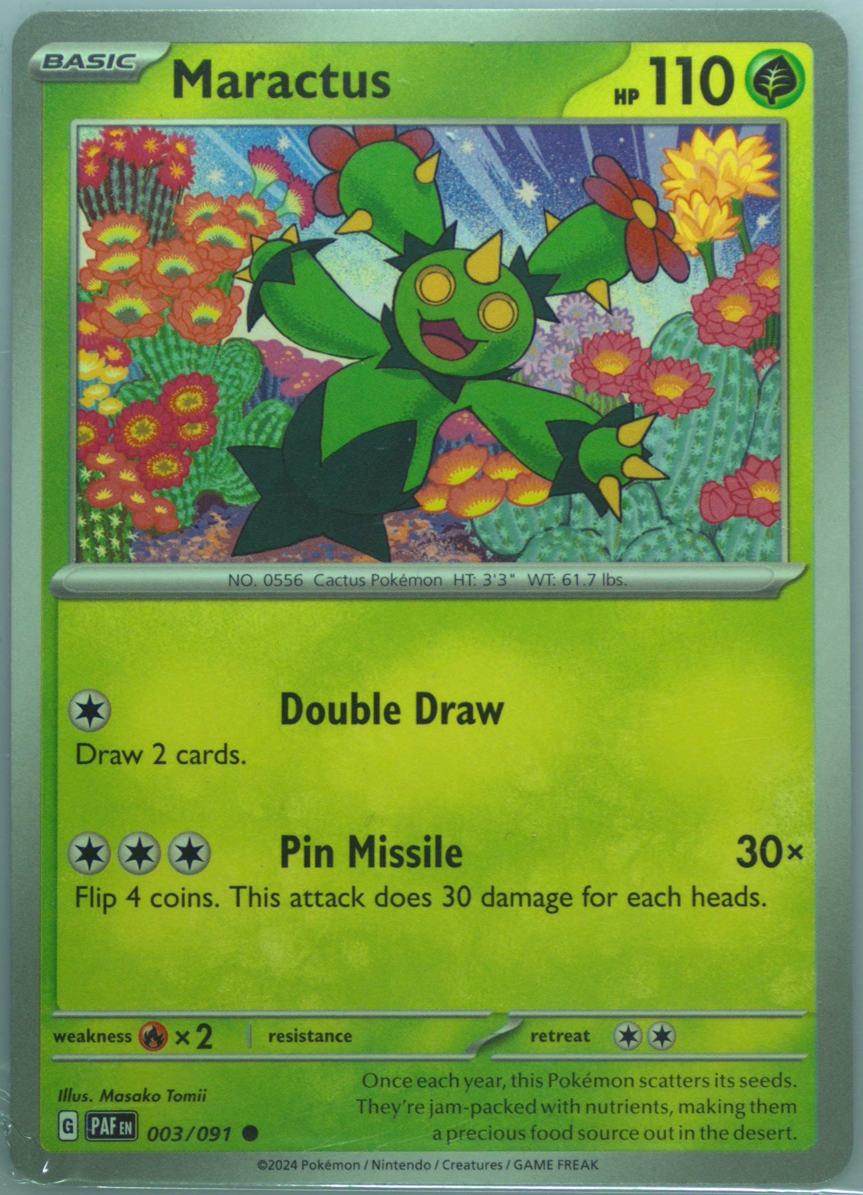 Maractus