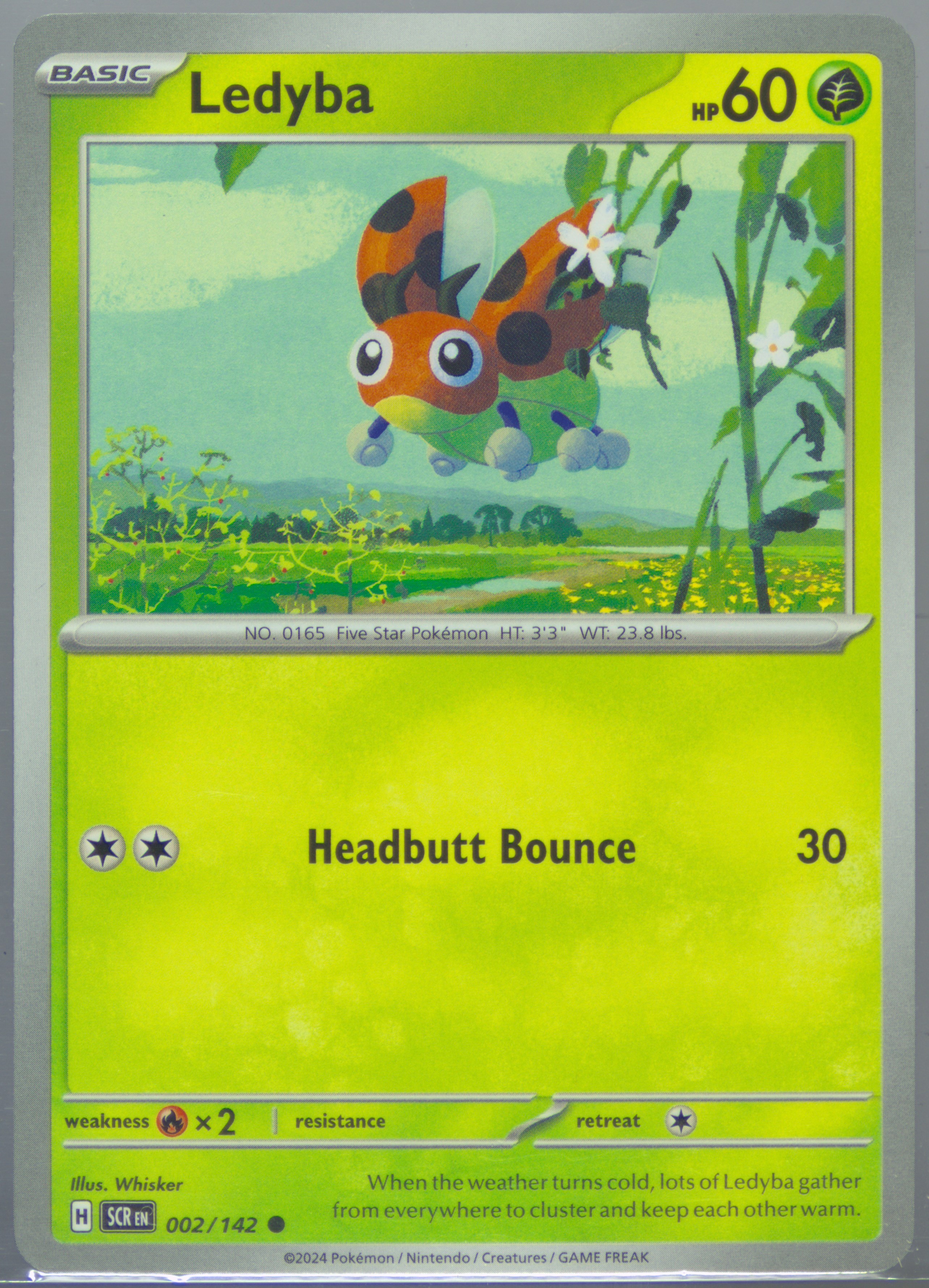 Ledyba