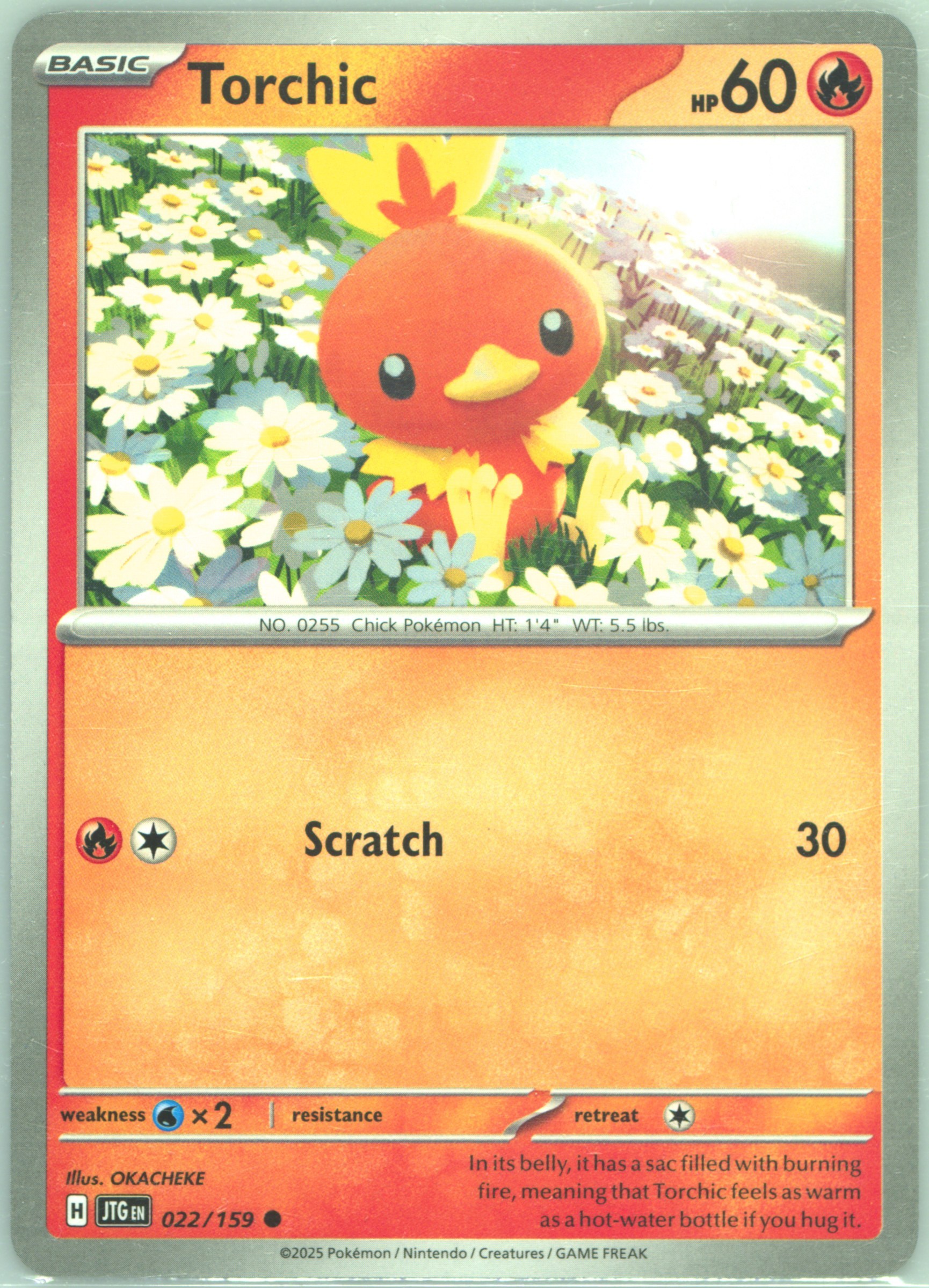 Torchic