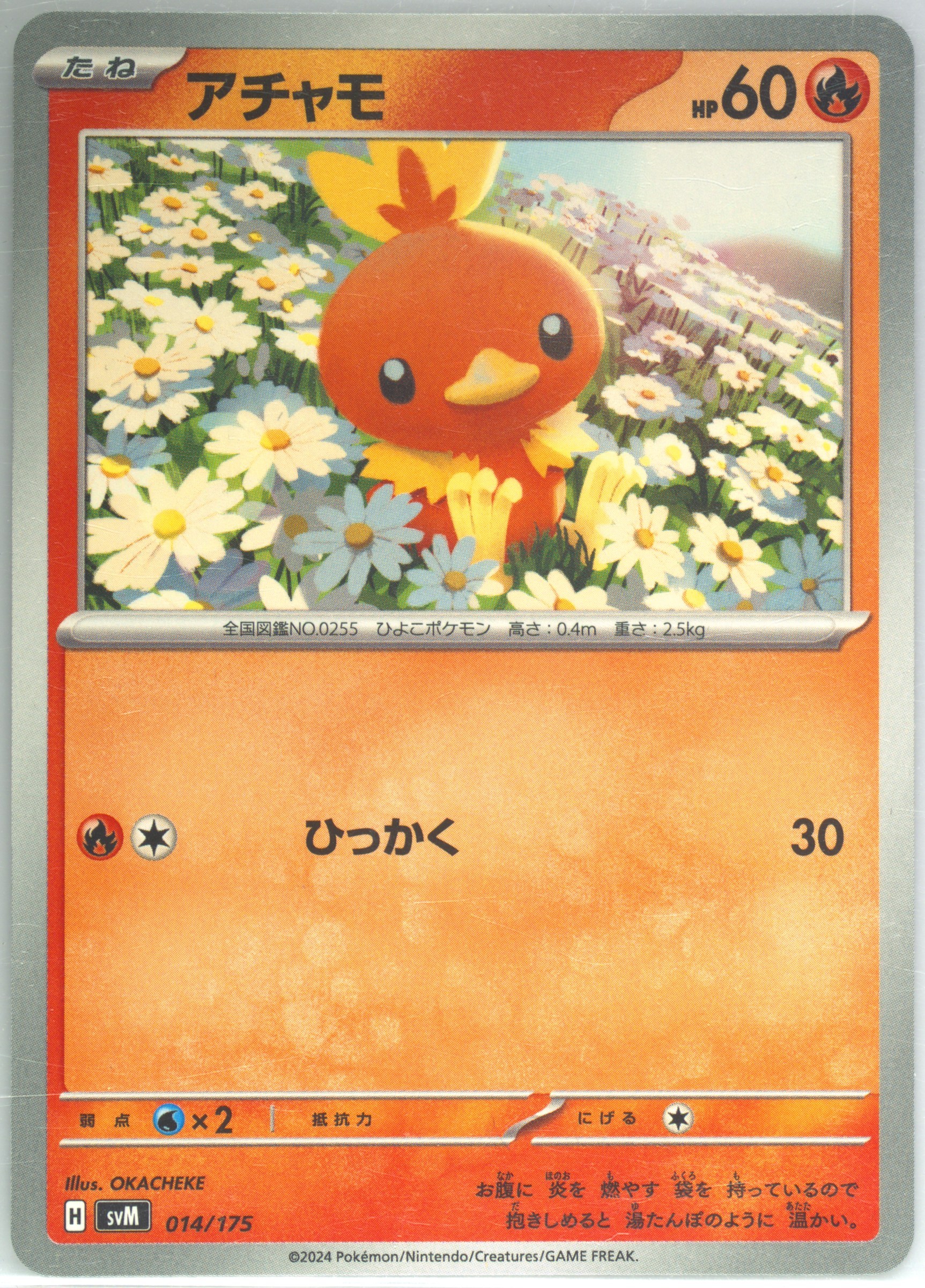 Torchic