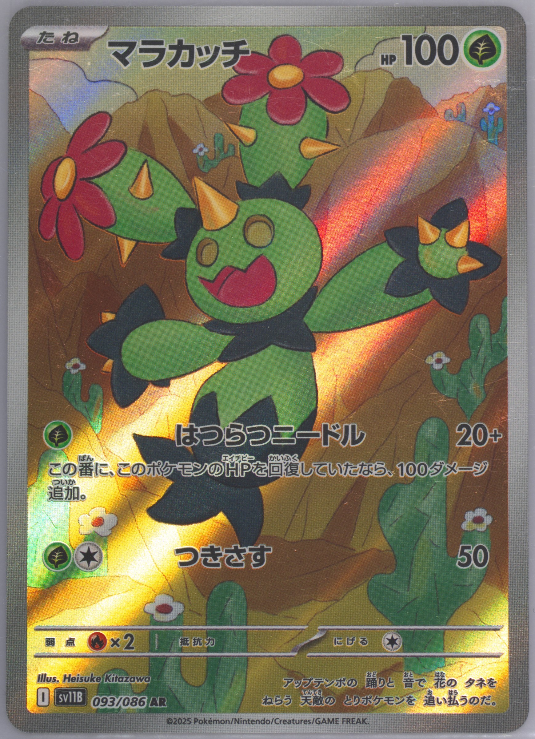 Maractus