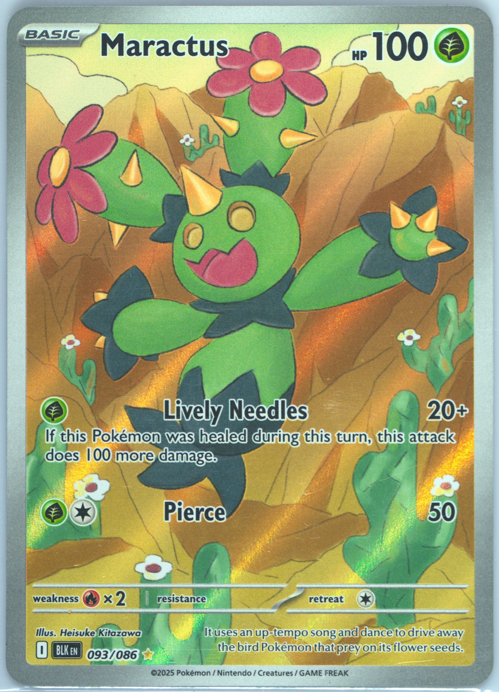 Maractus