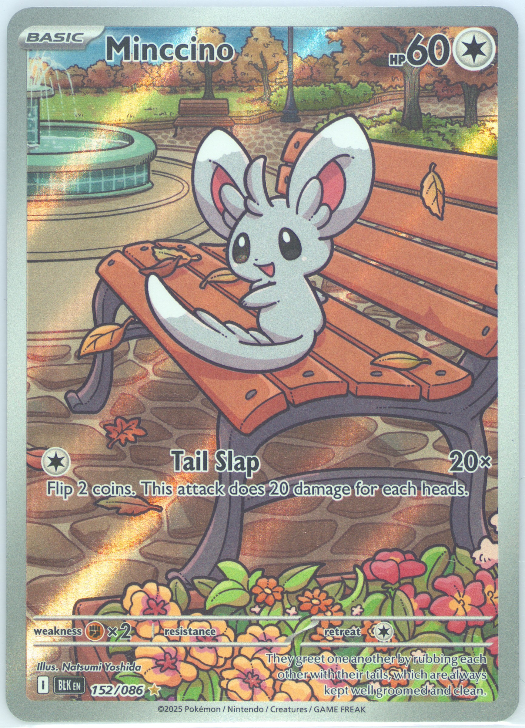 Minccino