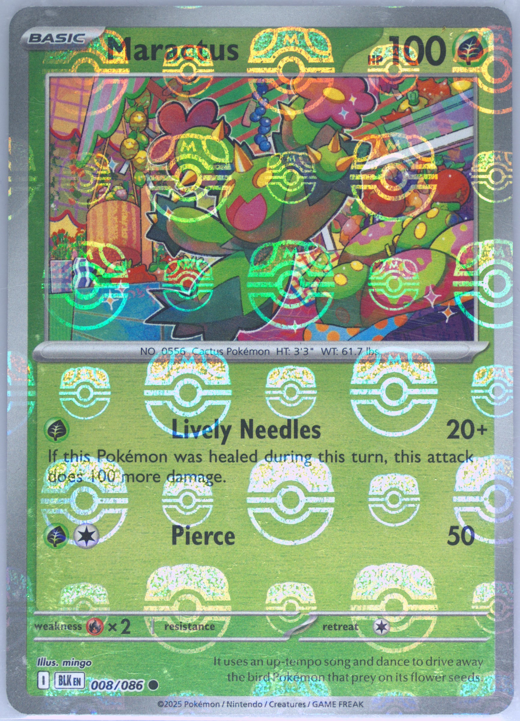 Maractus